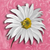 Blooming Daisy III Poster Print by Patricia Pinto - Item # VARPDX7802A