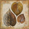 Natural Leaves II Poster Print by Patricia Pinto - Item # VARPDX7887