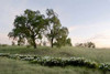Oak Tree - 85 Poster Print by Alan Blaustein