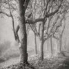 Tree in the Mist Sq Poster Print by Geyman Vitaly - Item # VARPDXPSVIT469