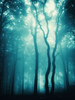 Blue Light Woods Poster Print by  PhotoINC Studio - Item # VARPDXP893D