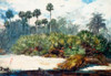 In A Florida Jungle Poster Print by  Winslow Homer - Item # VARPDX373231