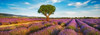 Lavender field and almond tree, Provence, France Poster Print by  Frank Krahmer - Item # VARPDX4FK3110