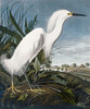 Snowy Heron Poster Print by  John James Audubon - Item # VARPDX265884