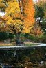 Fall in the Park Poster Print by Tammy Putman - Item # VARPDXPSPTM103