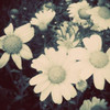 Fragile Daisies II Poster Print by Gail Peck - Item # VARPDX9348