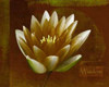 Rustic Lotus Wisdom Poster Print by Vitaly Geyman - Item # VARPDXPSVIT105