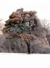 Tree in Snow I Poster Print by Tammy Putman - Item # VARPDXPSPTM117