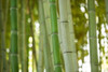 Bamboo and Bokeh I Poster Print by Erin Berzel - Item # VARPDXPSBZL828