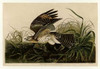 Winter Hawk Poster Print by  John James Audubon - Item # VARPDXJJA71