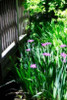 Spring Iris II Poster Print by Alan Hausenflock - Item # VARPDXPSHSF765