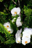 Orchids and Ferns I Poster Print by Alan Hausenflock - Item # VARPDXPSHSF676