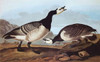 Barnacle Goose Poster Print by  John James Audubon - Item # VARPDX197961