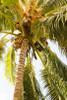 Beach Palm I Poster Print by Karyn Millet - Item # VARPDXPSMLT132