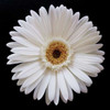 White Gerber Daisy Poster Print by Jim Christensen - Item # VARPDXPSCRS126