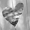 B-W Heart Full of Love Poster Print by Gail Peck - Item # VARPDX9000DD