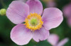 Anemone I Poster Print by Erin Berzel - Item # VARPDXPSBZL268