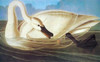 Trumpeter Swan Poster Print by  John James Audubon - Item # VARPDX197743