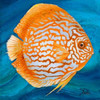 Vibrant Sea Life II Poster Print by Patricia Pinto - Item # VARPDX9213B