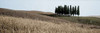 Val d’Orcia Pano - 3 Poster Print by Alan Blaustein - Item # VARPDXABITH26C
