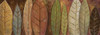Tall Leaves II Poster Print by Patricia Pinto - Item # VARPDX8863