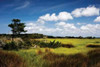 Marshland I Poster Print by Alan Hausenflock - Item # VARPDXPSHSF372
