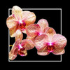 Orchids on Black I Poster Print by Alan Hausenflock - Item # VARPDXPSHSF1745