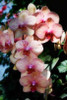Moth Orchids VI Poster Print by Alan Hausenflock - Item # VARPDXPSHSF686
