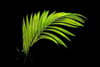 Fern on Black Poster Print by Larry Malvin - Item # VARPDXPSMAL227