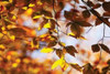 Autumn Leaves III Poster Print by Alan Hausenflock - Item # VARPDXPSHSF555