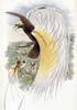Papuan Bird of Paradise Poster Print by  John Glover - Item # VARPDX277776