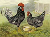Chickens: Anconas Poster Print by  Lewis Wright - Item # VARPDX454838