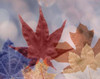 Leaf Patterns II Poster Print by Kathy Mahan - Item # VARPDXPSMHN216