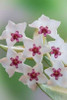 Hoya Bella Blooms II Poster Print by Kathy Mahan - Item # VARPDXPSMHN434