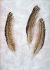Feather - 2 Poster Print by Alan Blaustein - Item # VARPDXABSLF111B