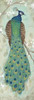 Peacock I Poster Print by Steve Leal - Item # VARPDXLEA030