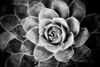 Monochrome Succulent V Poster Print by Erin Berzel - Item # VARPDXPSBZL876