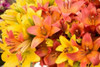 Sunny Lily I Poster Print by Maureen Love - Item # VARPDXPSLOV165