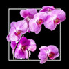 Orchids on Black IV Poster Print by Alan Hausenflock - Item # VARPDXPSHSF1748