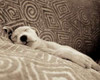 Dog Tired Poster Print by Jim Dratfield - Item # VARPDX9284