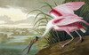 Roseate Spoonbill Poster Print by  John James Audubon - Item # VARPDX265883