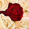 Rose composition Poster Print by Serena Biffi - Item # VARPDX1SE1454
