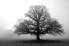 Tree in Mist 2 Poster Print by  PhotoINC Studio - Item # VARPDXP948D