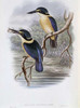 Tristrams Kingfisher Poster Print by  John Glover - Item # VARPDX277794