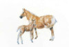 Horse and Colt Poster Print by Emily Adams - Item # VARPDX23727