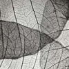 Leaf Designs IV BW Poster Print by Jim Christensen - Item # VARPDXPSCRS206