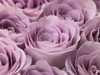 Roses full frame Poster Print by  Assaf Frank - Item # VARPDXAF20090815137