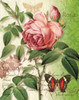 Rose Splendor II Poster Print by Ching Han - Item # VARPDXCC3054