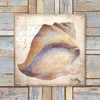 Beach Shell II Poster Print by Elizabeth Medley - Item # VARPDX9340