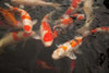 Koi I Poster Print by Karyn Millet - Item # VARPDXPSMLT392